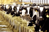Ενισχύσεις ήσσονος σημασίας (de minimis) σε κτηνοτρόφους (και του ν. Κιλκίς) αιγοπροβάτων και βοοειδών