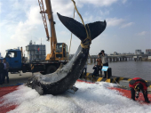 Φόβος για έκρηξη νεκρής φάλαινας σε παραλία του Σίδνεϊ