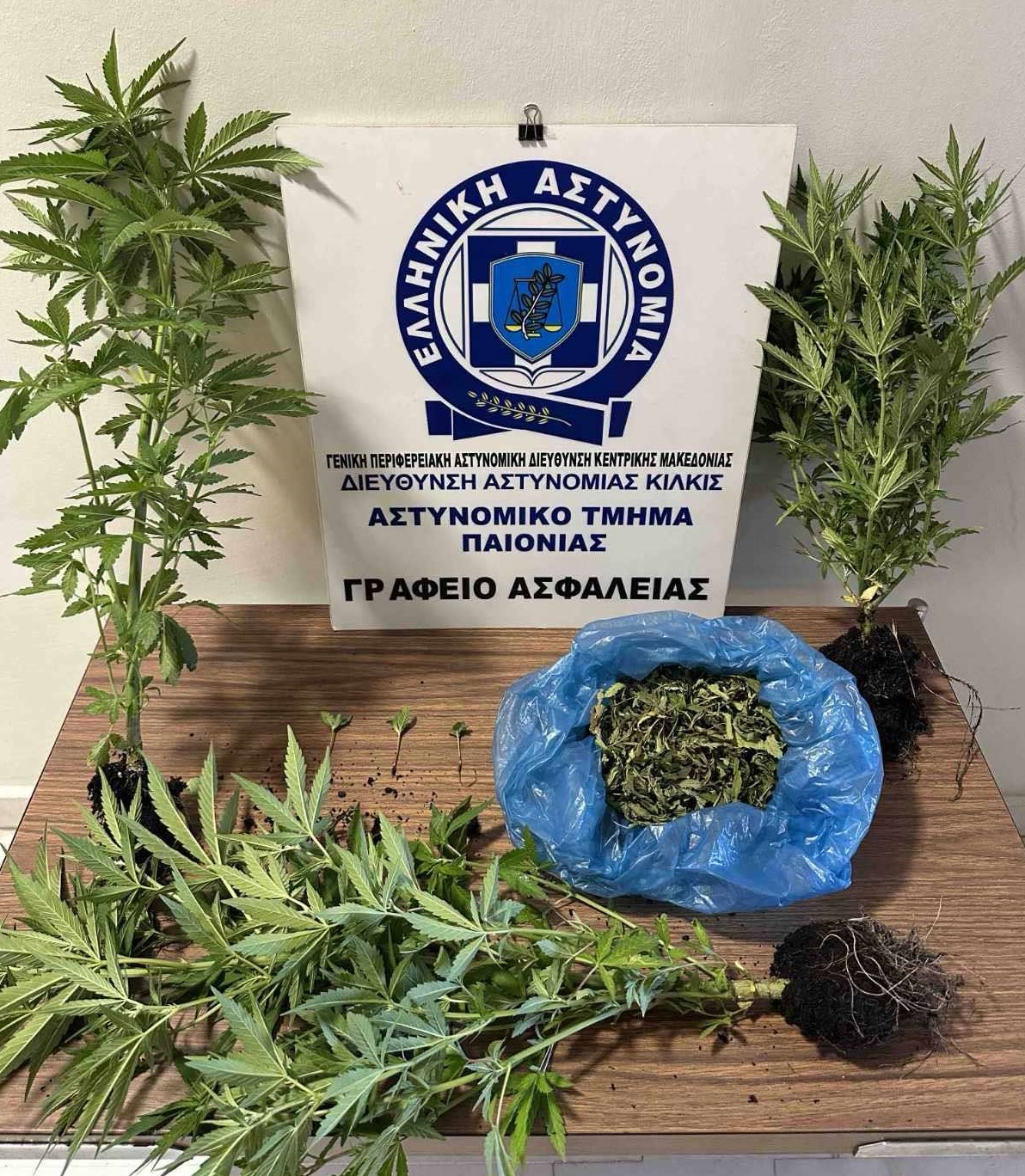 Κατάσχεση δενδρυλλίων κάνναβης ΑΤ Παιονίας