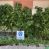 Αστυνομικοί της Παιονίας ξερίζωσαν στην Ημαθία μεγάλη φυτεία κάνναβης (ΒΙΝΤΕΟ - ΦΩΤΟ)