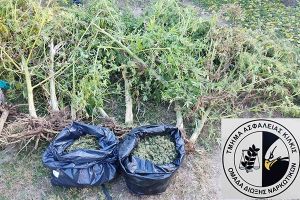 Είχε 10 δενδρύλλια κάνναβης στην αυλή του αλλά και την ατυχία να τον βρουν οι αστυνομικοί του Κιλκίς