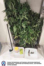 Σύλληψη για καλλιέργεια κάνναβης στην Ημαθία από αστυνομικούς της Παιονίας