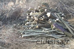 Αχρείοι λαθροϋλοτόμοι κουρσεύουν τα δάση του Κιλκίς