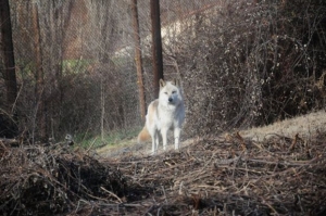 Τρεις νέοι λύκοι στο Καταφύγιο του Αρκτούρου