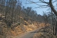 Νομοτεχνική βελτίωση στη διάταξη για τις αναδασωτέες εκτάσεις