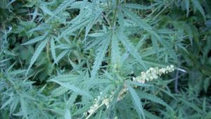 Νομιμοποιείται η κάνναβη στη Γερμανία