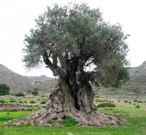Πέντε υπεραιωνόβιες ελιές-«κοσμήματα» για την Αθήνα