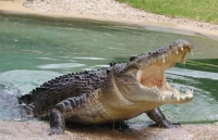 Ινδονησία: Κροκόδειλοι θα «φρουρούν» θανατοποινίτες