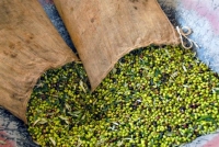 Επέκταση του ελαιολάδου ΠΟΠ «Καλαμάτα» σε όλη την περιοχή της Μεσσηνίας