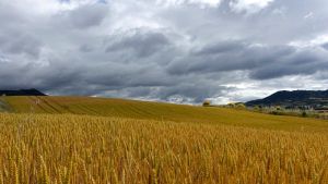 Το έργο REHUBS φιλοδοξεί να θωρακίσει τις ευρωπαϊκές αγροτικές κοινότητες απέναντι στην κλιματική κρίση