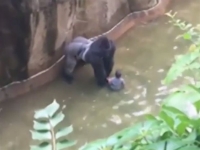 Σκότωσαν γορίλα όταν τετράχρονος έπεσε στην τάφρο του
