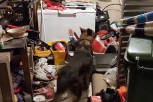 Ο αστυνομικός σκύλος Vector της Ασφάλειας Κιλκίς βρήκε στη Θεσσαλονίκη ναρκωτικά μέσα σε παιδικό αυτοκίνητο (vid)