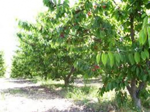 Πέλλα: Η… Νεφέλη κατέστρεψε το 70% της παραγωγής κερασιών