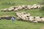 Θ. Καρυπίδης: Οι κτηνοτρόφοι αγωνίζονται να καλύψουν μέρος της ζημιάς