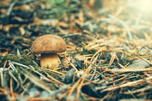 Σε διαβούλευση οι Ειδικές Περιβαλλοντικές Μελέτες αναφορικά με τις περιοχές «Natura 2000»