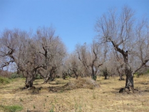 Η Ιταλία απέτυχε να λάβει μέτρα για τον «Έμπολα των ελαιώνων»