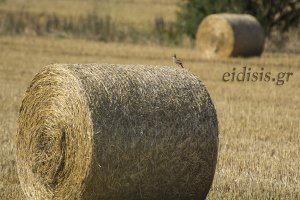 Τουλάχιστον 59 εκατομμύρια ευρώ σε συνδεδεμένη ενίσχυση για 7 προϊόντα από τον ΥπΑΑΤ, Μ. Βορίδη