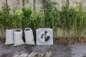 Νέα μεγάλη επιτυχία της Ασφάλειας Κιλκίς. Συνέλαβαν δυο στη Θεσσαλονίκη με 20,4 κιλά κάνναβης και 39 δενδρίλλια