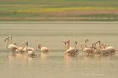 Β. Τσαγανού: Φωτογραφίζοντας τα φλαμίνγκο στην Πικρολίμνη Κιλκίς!
