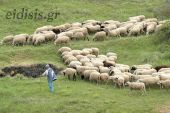«Κόβουν» και πάλι από τους κτηνοτρόφους αφού τους ενοχοποιούν ως αιτία της ακρίβειας!