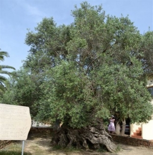Κότινος από την αρχαιότερη ελιά της χώρας ταξιδεύει για το Ρίο