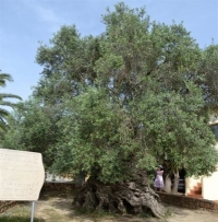 Κότινος από την αρχαιότερη ελιά της χώρας ταξιδεύει για το Ρίο