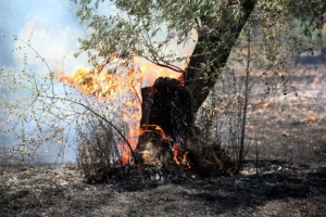 Προειδοποίηση της Γενικής Γραμματείας Πολιτικής Προστασίας για τον κίνδυνο πυρκαγιών