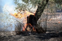 Προειδοποίηση της Γενικής Γραμματείας Πολιτικής Προστασίας για τον κίνδυνο πυρκαγιών