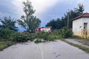 Ξερίζωσε δέντρα η κακοκαιρία του Σαββάτου στο ν. Κιλκίς. Επέμβαση της Πυροσβεστικής σε 19 περιπτώσεις