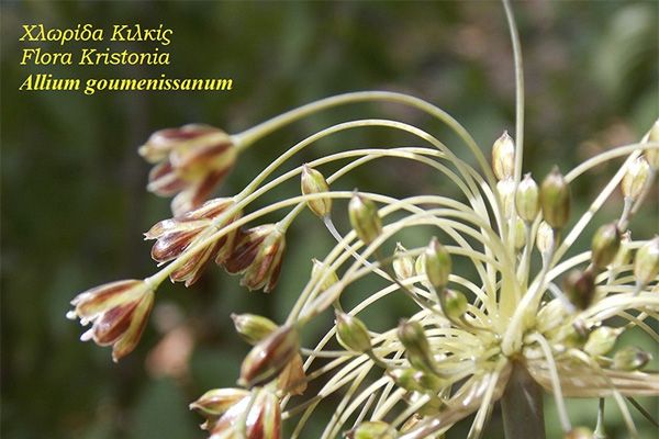 Allium της ΓΟΥΜΕΝΙΣΣΑΣ: Νέο είδος για την επιστήμη με το όνομα της ΓΟΥΜΕΝΙΣΣΑΣ στην παγκόσμια χλωρίδα