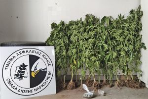 Αστυνομικοί της Ασφάλειας Κιλκίς συνέλαβαν δύο άτομα με 16 δενδρύλλια κάνναβης