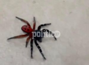 Σπάνια «αράχνη πασχαλίτσα» εμφανίστηκε στη Θεσσαλονίκη (pics &amp; vid)