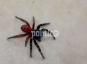 Σπάνια «αράχνη πασχαλίτσα» εμφανίστηκε στη Θεσσαλονίκη (pics &amp; vid)