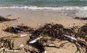 Θεσσαλονίκη: Νεκρά ψάρια βγάζει το κύμα σε θάλασσες της Χαλκιδικής(video)