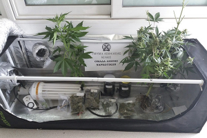 Μέσα στο σπίτι της στο Κιλκίς καλλιεργούσε κάνναβη 58χρονη