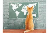 Οι γάτες και η γεωγραφία είναι οι νικητές της καραντίνας
