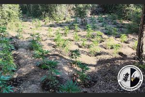 Φυτεία με 453 δενδρύλλια κάνναβης εντοπίστηκε από αστυνομικούς του Τμήματος Δίωξης και Εξιχνίασης Εγκλημάτων Κιλκίς