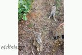 Απελευθέρωση λαγών από τους κυνηγούς του Κιλκίς