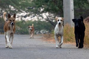 Επικίνδυνη κατάσταση από αδέσποτα σκυλιά στο Σταυροχώρι του Κιλκίς