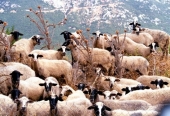 Εξαπλώνεται ο καταρροϊκός πυρετός στα ελληνικά αιγοπρόβατα