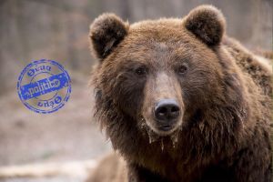 Θεσσαλονίκη – Οργάνωση Καλλιστώ: «Παρακολουθούμε καθημερινά την αρκούδα – Σε έναν μήνα θα ξέρουμε αν ήρθε από τον Χολομώντα»