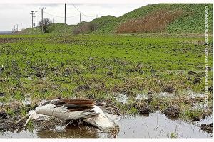 Νεκροί τέσσερις προστατευόμενοι Αργυροπελεκάνοι στην Αρτζάν-Αματόβου στο Κιλκίς