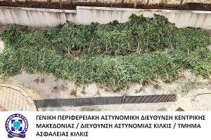 Συνελήφθη άτομο για καλλιέργεια δενδρυλλίων κάνναβης από αστυνομικούς του Τμήματος Ασφάλειας Κιλκίς