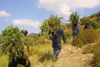 Εντοπίστηκε φυτεία με 257 δενδρύλλια κάνναβης στην Πρέβεζα