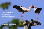Ο αξεπέραστος έρωτας των πελαργών...