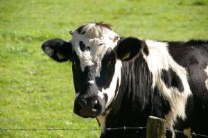 Καναδάς: Οι αγελάδες… το’σκασαν με σύμμαχο την γραφειοκρατία! (vid)