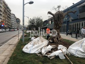 Άνω των 250 ετών τα δύο ελαιόδεντρα στην Αγγελάκη