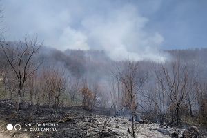 Πυρκαγιά σε Δασική περιοχή στην Κάρπη και αυτόφωρη σύλληψη