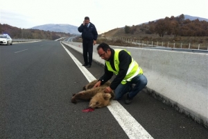 Νεστόριο: Νεκρό αρκουδάκι ύστερα από σύγκρουση με Ι.Χ.