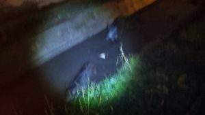 Εντοπισμός αγριογούρουνων στην περιοχή Διαβατών